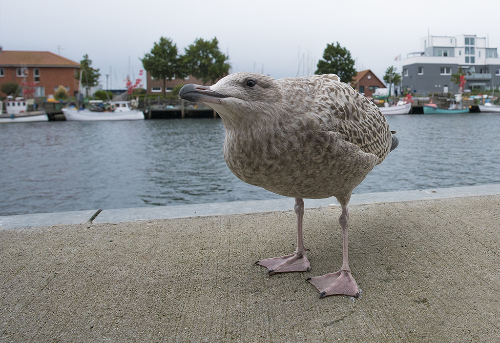 Schleswig Holstein Ostsee 09_2015 KA7_5943 als Smartobjekt-1 Kopie.jpg - Neugierige Möwe . Zwischen dem Objektiv und dem Möwenschnabel waren  gerade mal 30 Zentimenter Abstand